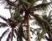 ココヤシの木はこんなに高く成長する