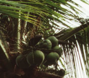ココヤシの実をたくさん収穫