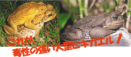 大蟇蛙（オオヒキガエル）は天敵がなく繁殖力も強い